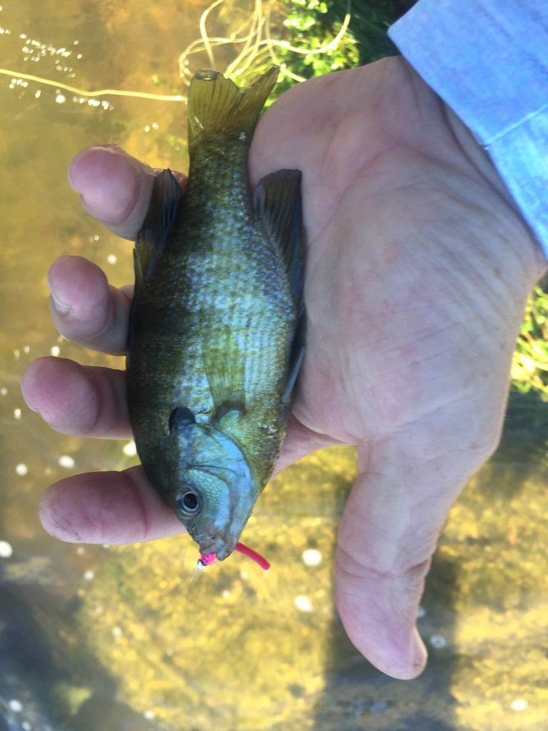 Ultralight Fly Fishing • Sulphur Creek, Lampasas Tx.